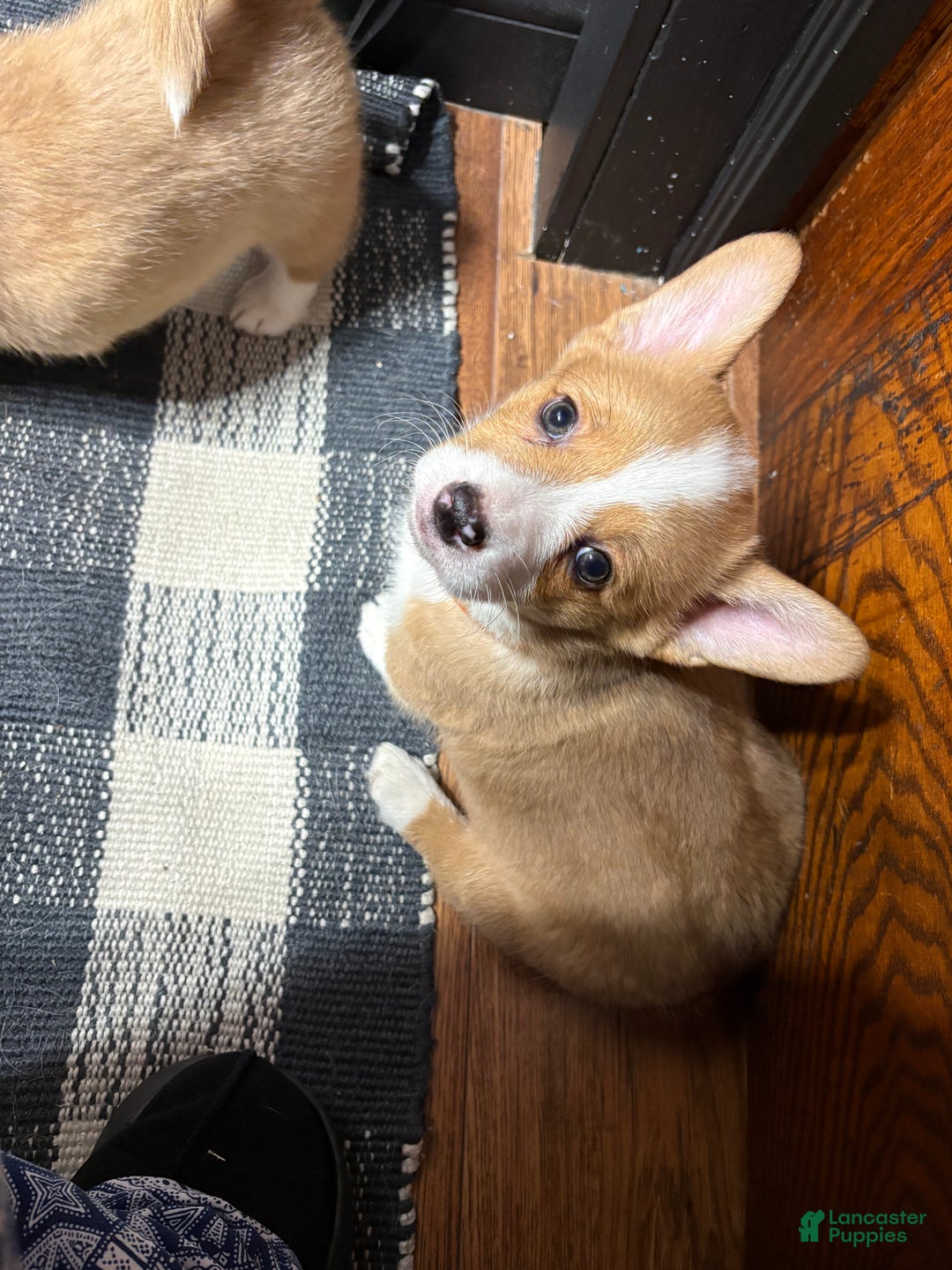 Welsh Corgi Pembroke dogs for sale: Welsh Corgi Pembroke Puppy 1 - Ad 6