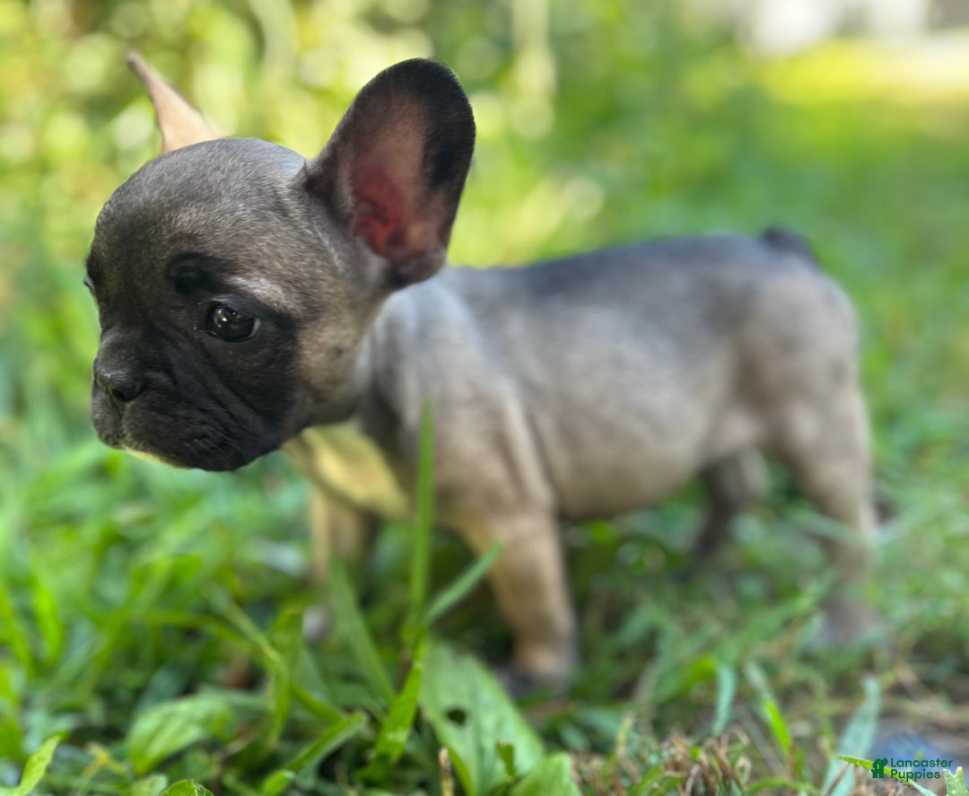 French Bulldog dogs for sale: French Bulldog Puppy 3 - Ad 4