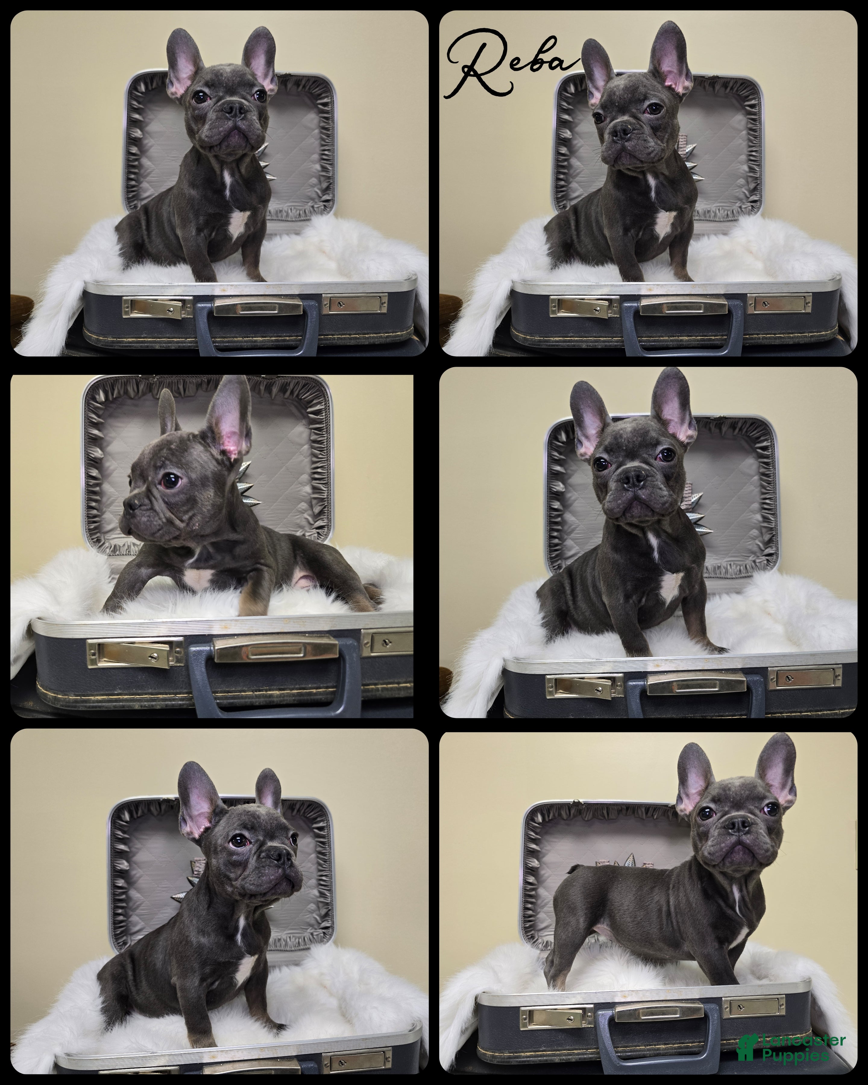 French Bulldog dogs Reba - Ad 42