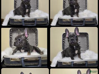 French Bulldog dogs Reba - Ad 33