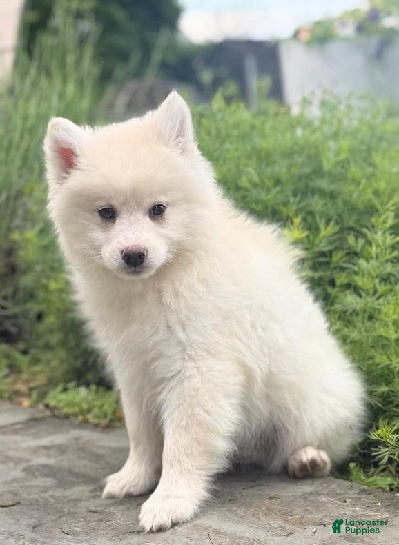 Pomsky dogs Mr Archie - Ad 1