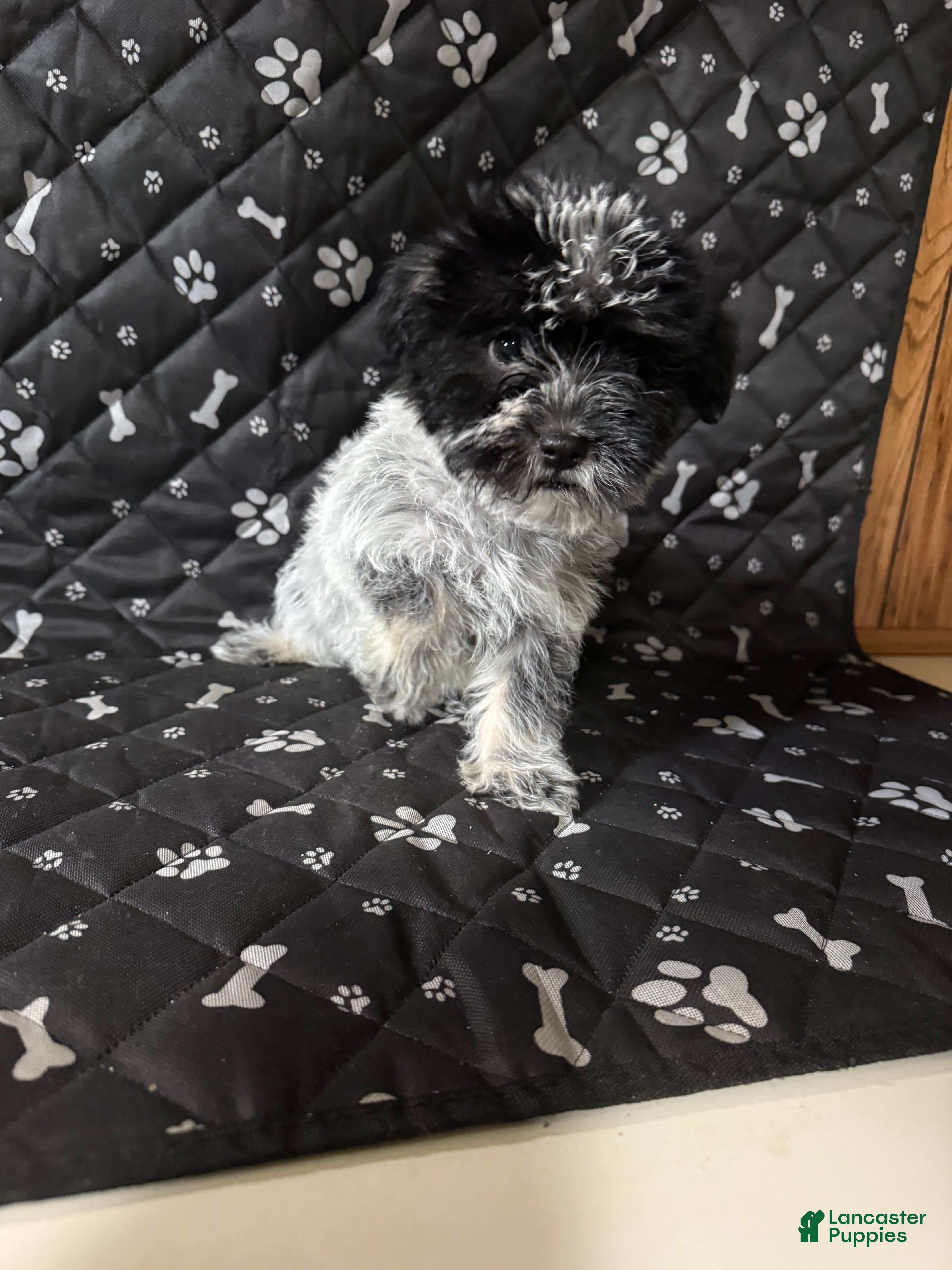 Mixed Breed dogs Mixed Breed Puppy 5 - Ad 18