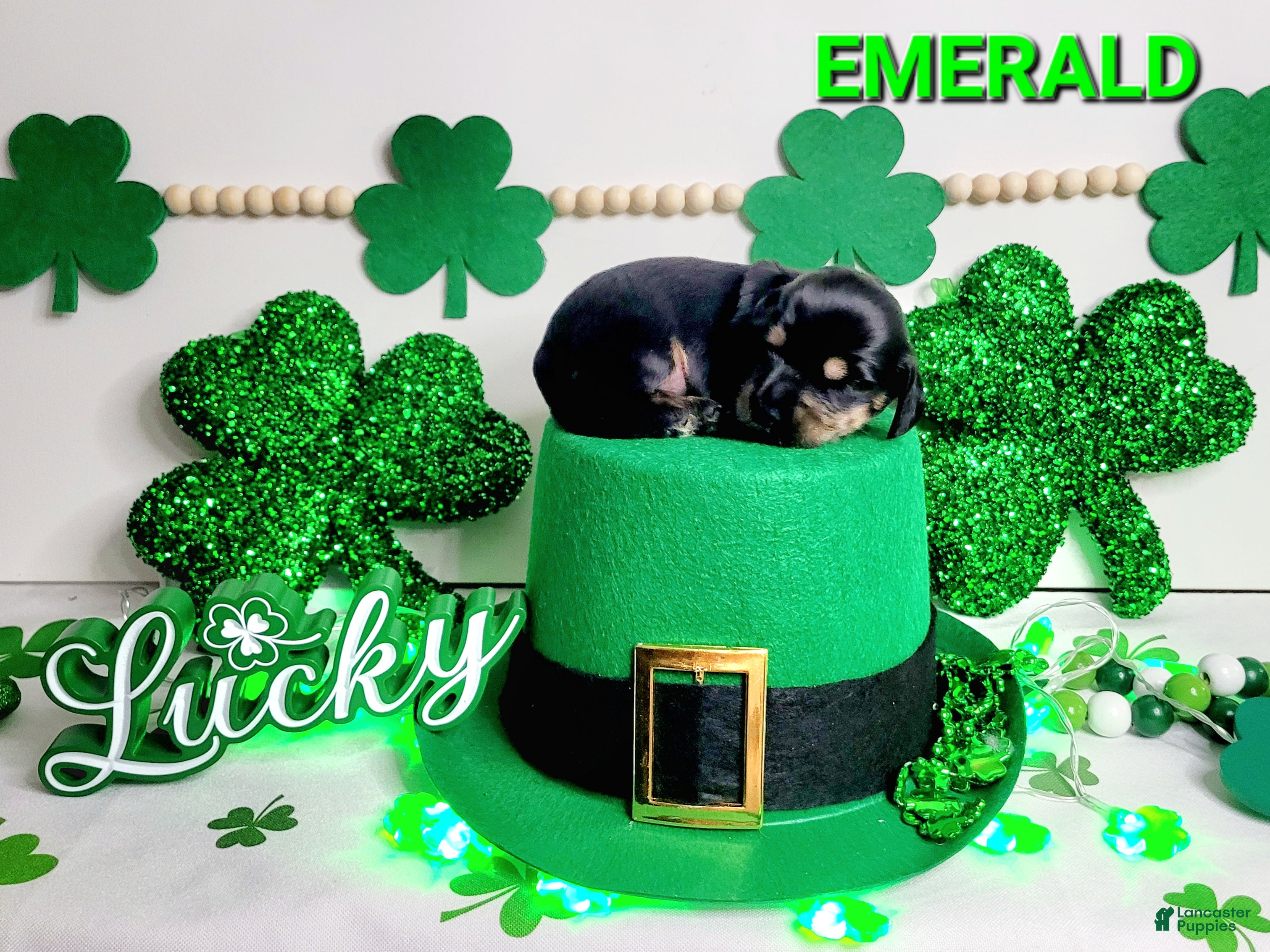 Miniature Dachshund dogs Emerald - Ad 4