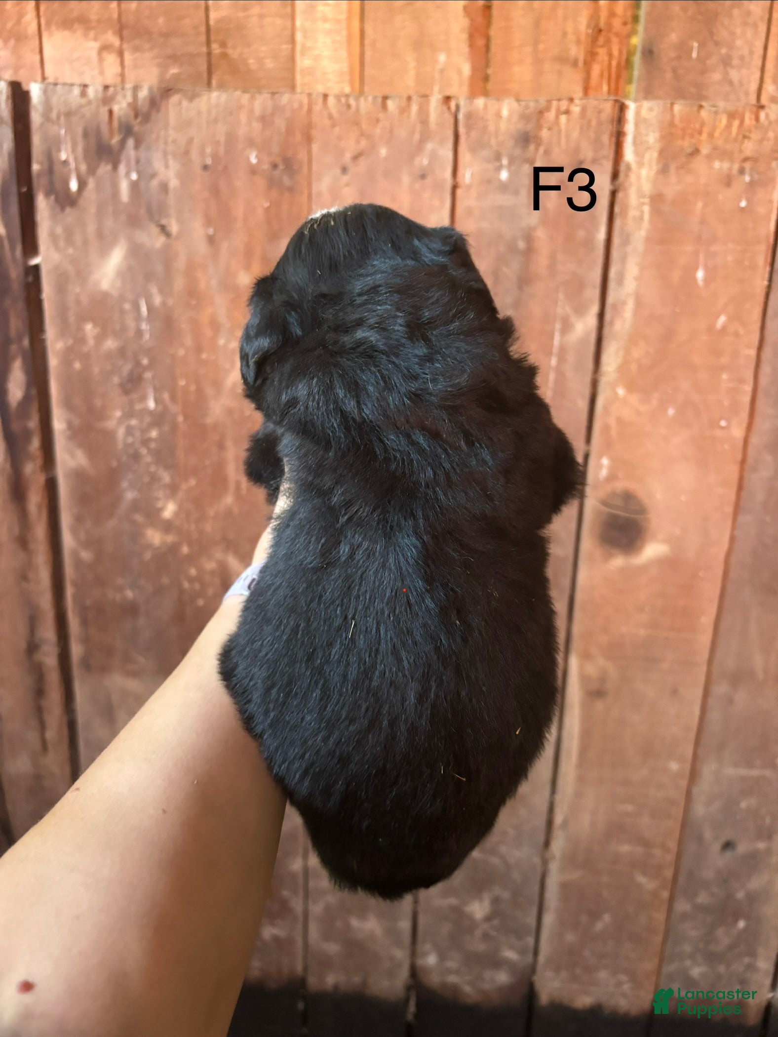 Bernese Mountain Dog dogs Bernese Mountain Dog f3 - Ad 2