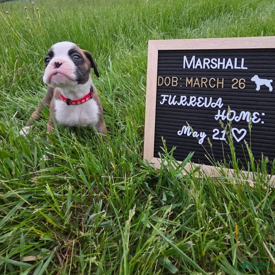 Boxer dogs for sale: Marshall - Ad 2