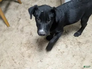 Mixed Breed dogs Mixed Breed Puppy 5 - Ad 22