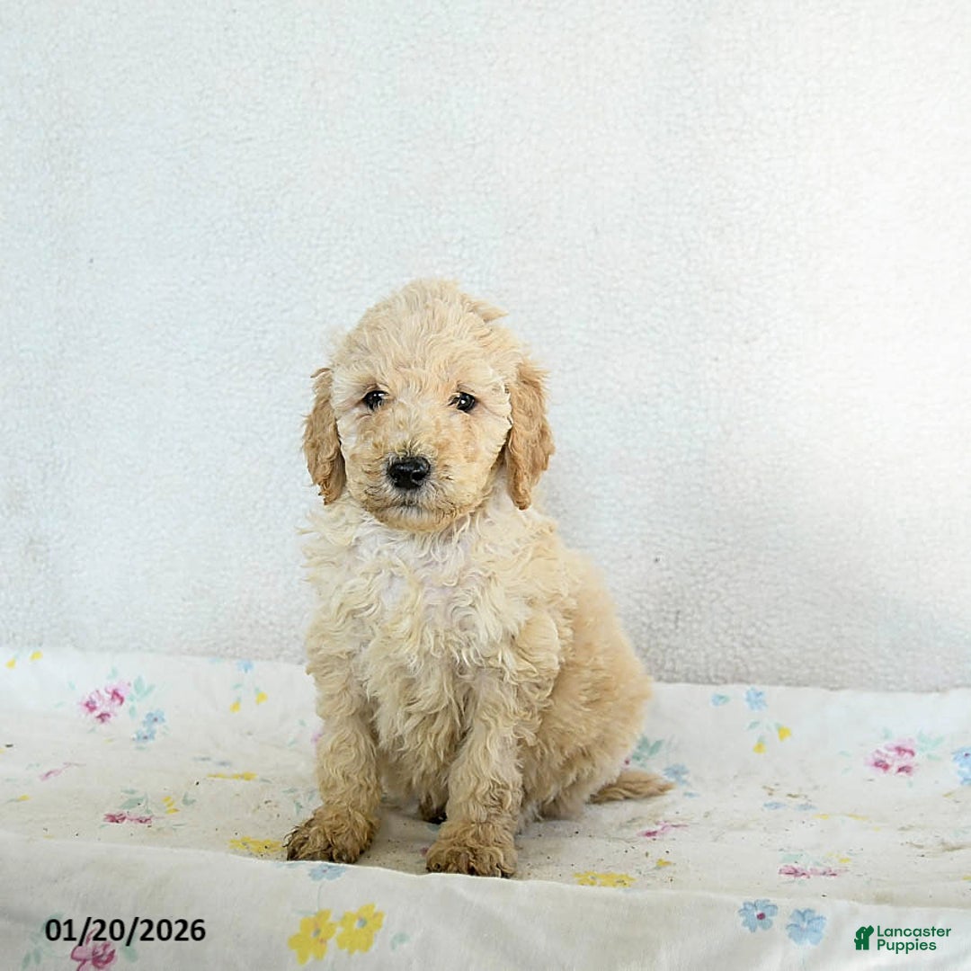 Standard Poodle dogs for sale: Marlo - Ad 3