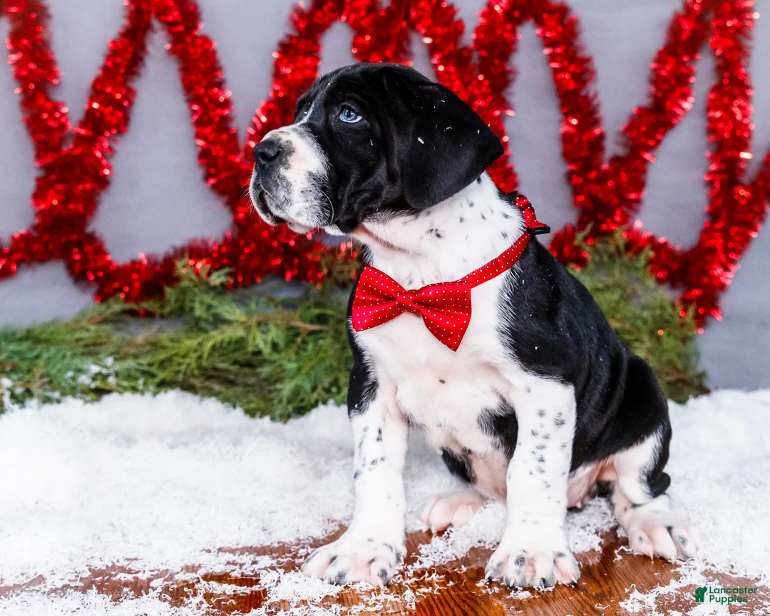 Great Dane dogs for sale: Cookie - Ad 24