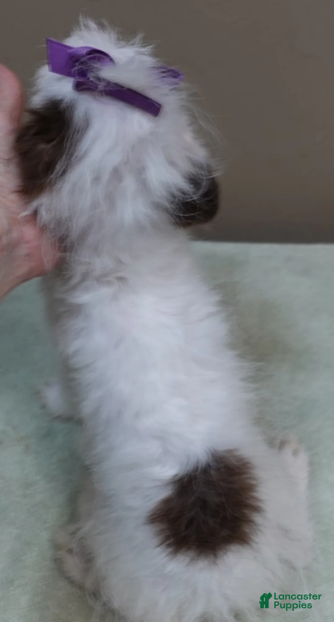 Toy Poodle dogs for sale: 3 lbs 10 ozs - Ad 2