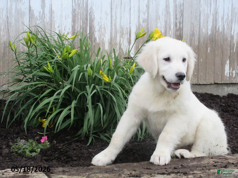 Golden Retriever dogs Fluffy - Ad 1