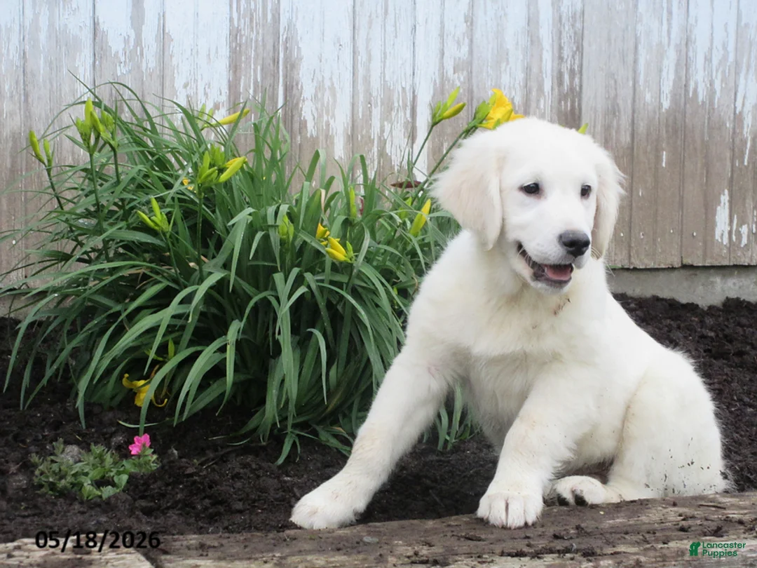 Golden Retriever dogs for sale: Fluffy - Ad 1