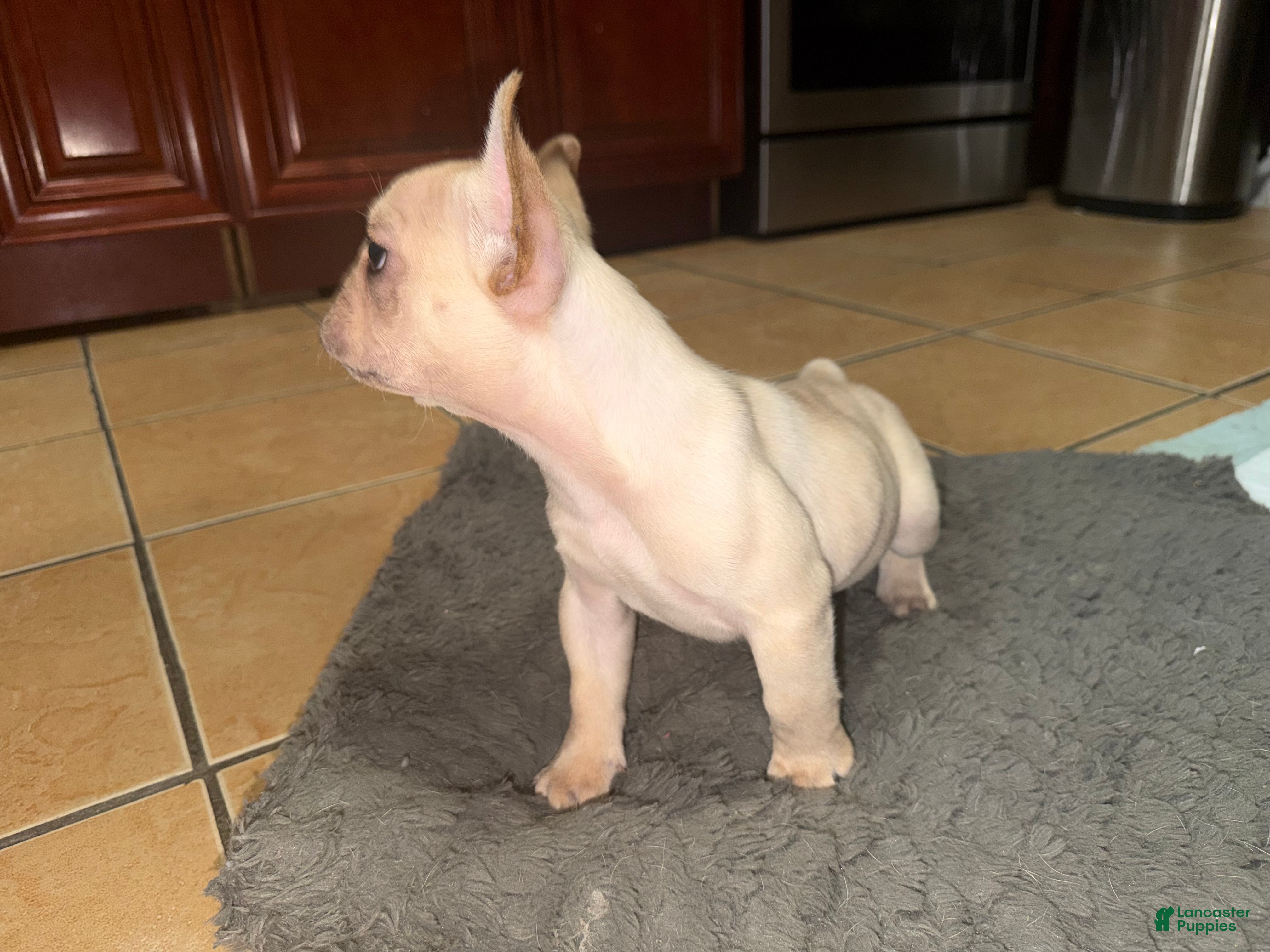 French Bulldog dogs French Bulldog Puppy 1 - Ad 1