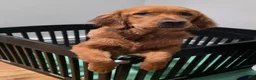Golden Retriever dogs for sale: Golden Retriever 1 - Ad 7