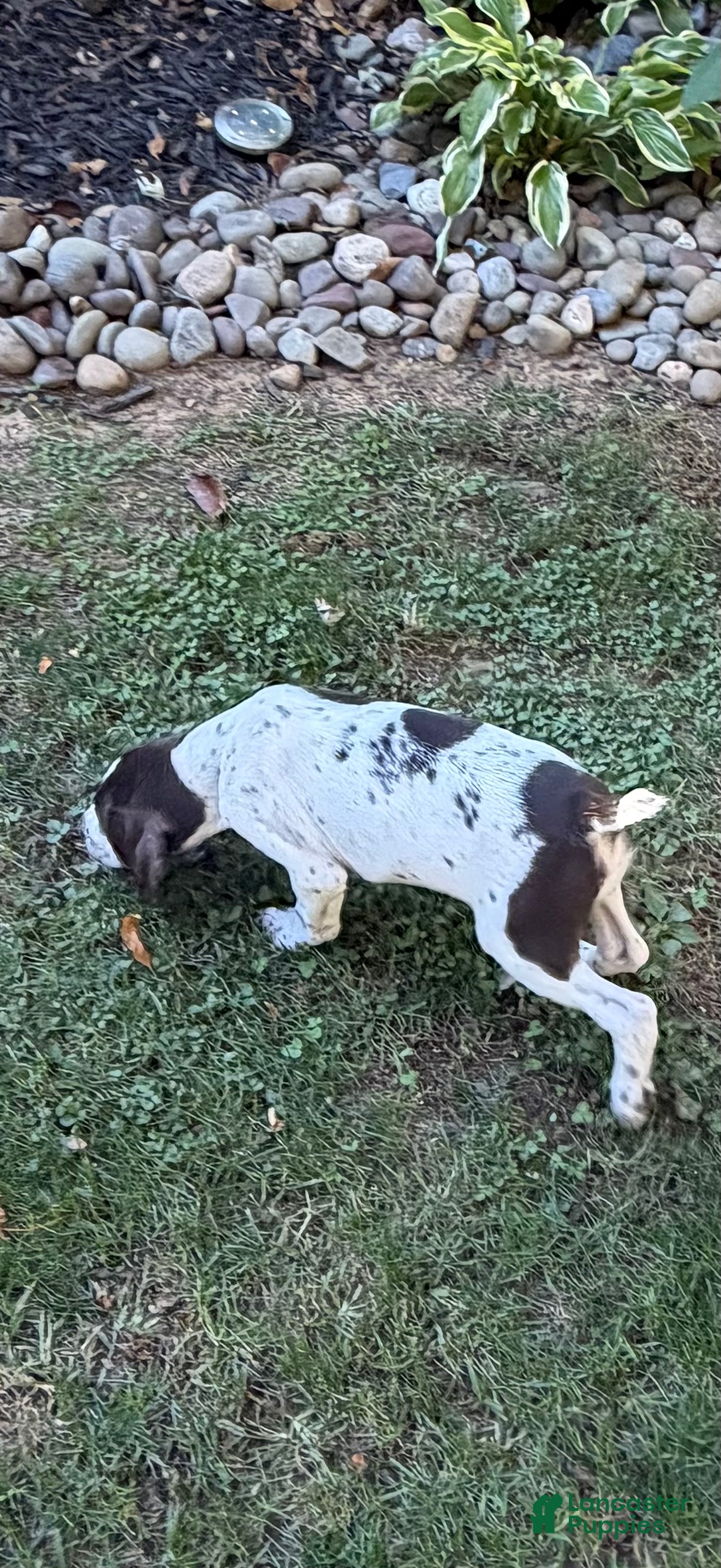 German Shorthaired Pointer dogs Gabby  - Ad 1
