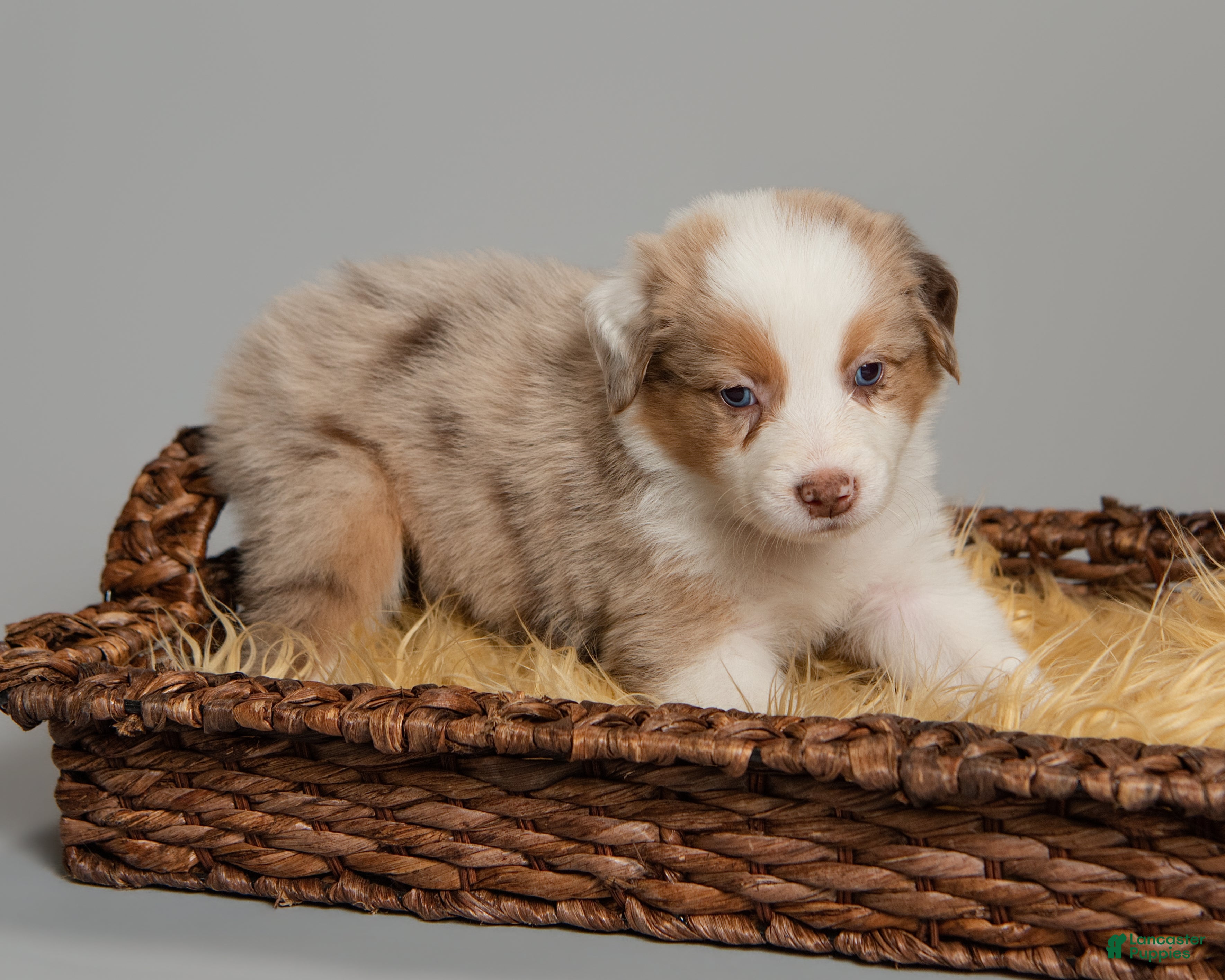 Australian Shepherd dogs Rhett - Ad 2