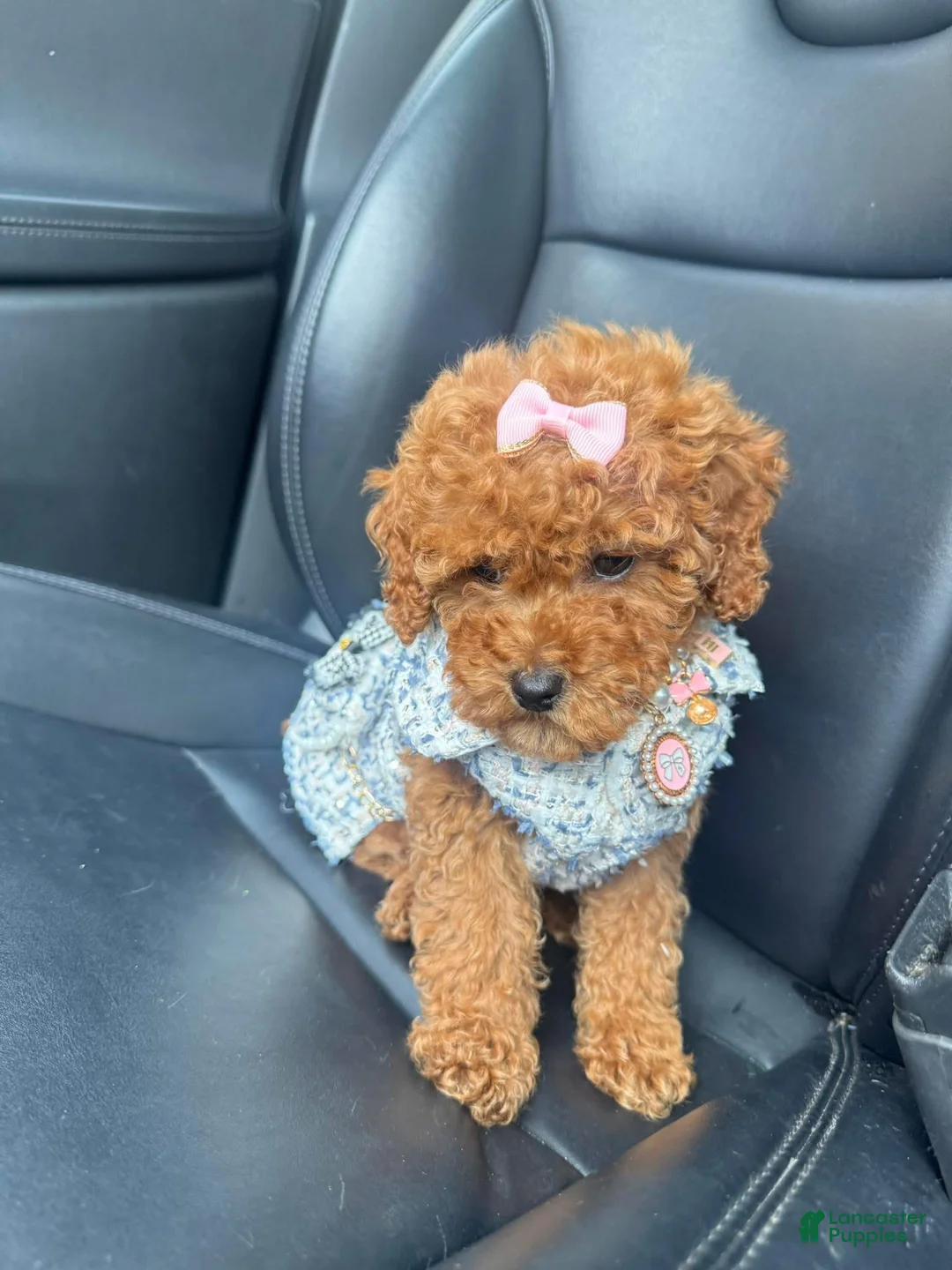Mini Goldendoodle dogs for sale: Mini Goldendoodle Puppy 1 - Ad 2