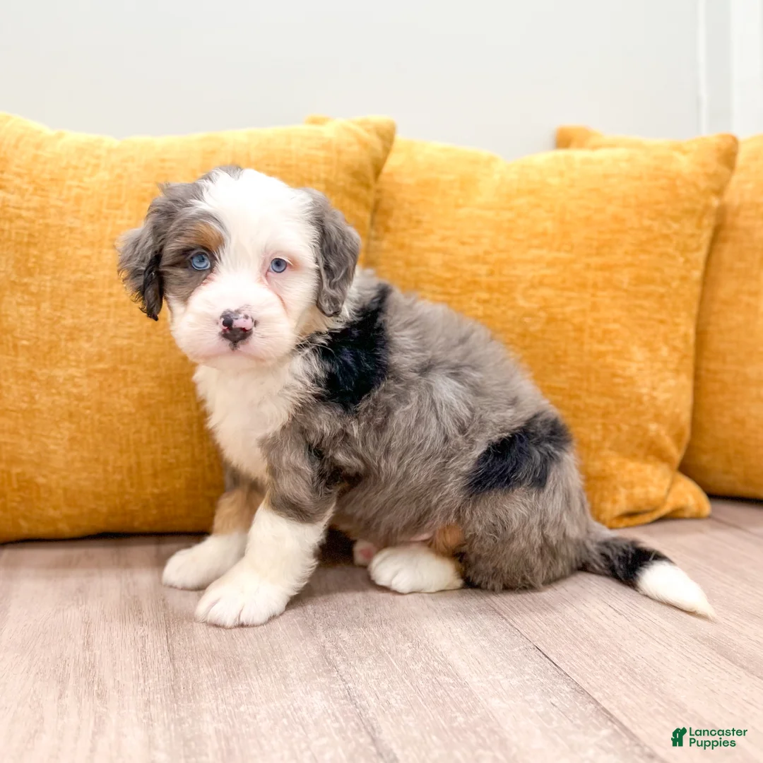 Mini Bernedoodle dogs for sale: Wyatt - Ad 1