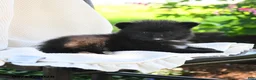 Pomeranian dogs for sale: Flit - Ad 5