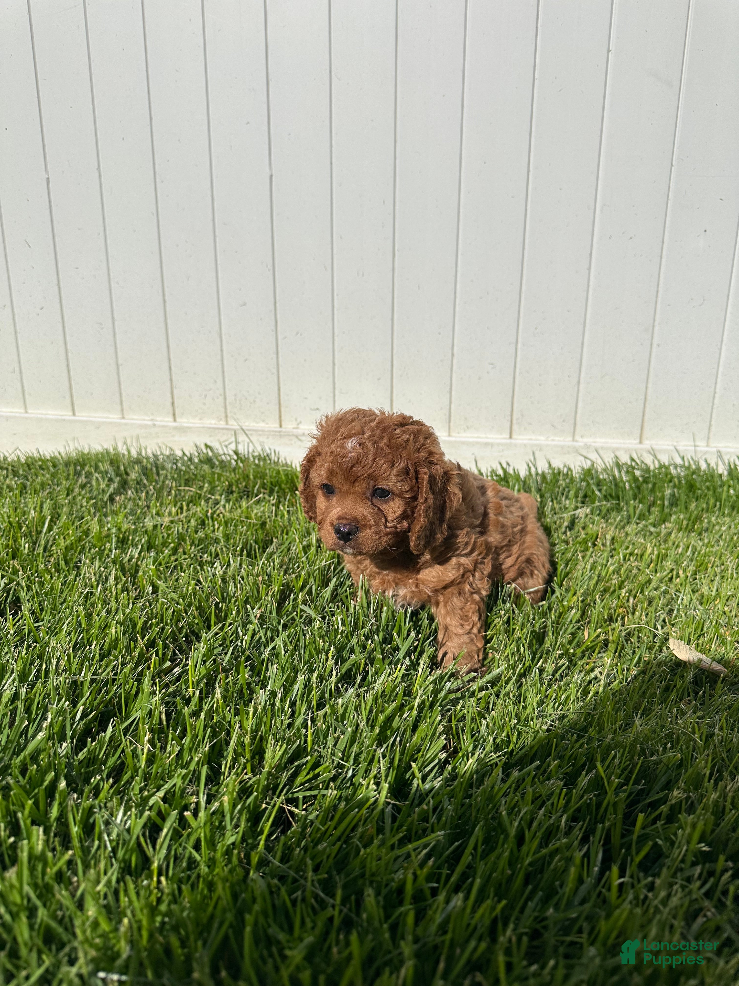 Cavapoo dogs for sale: Theo  - Ad 2