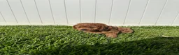Cavapoo dogs for sale: Theo  - Ad 1