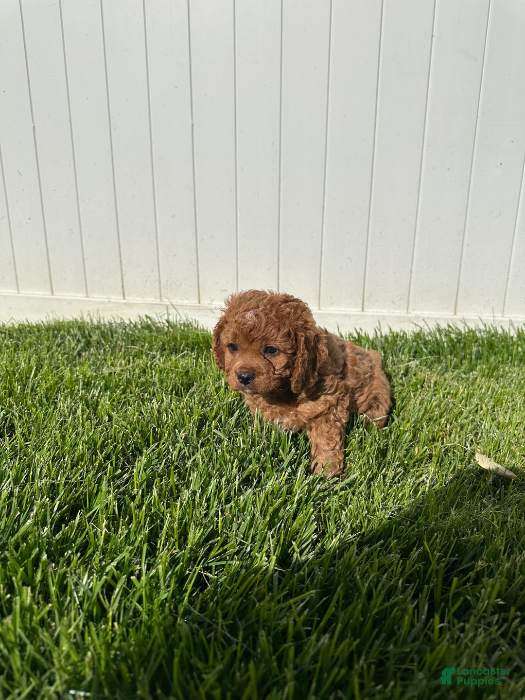 Cavapoo dogs for sale: Theo  - Ad 1