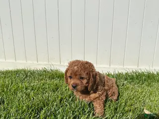 Cavapoo dogs for sale: Theo - Ad 2