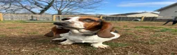 Basset Hound dogs for sale: Teddy - Ad 15