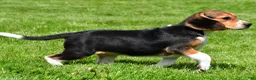 Beagle dogs for sale: Macy - Ad 5