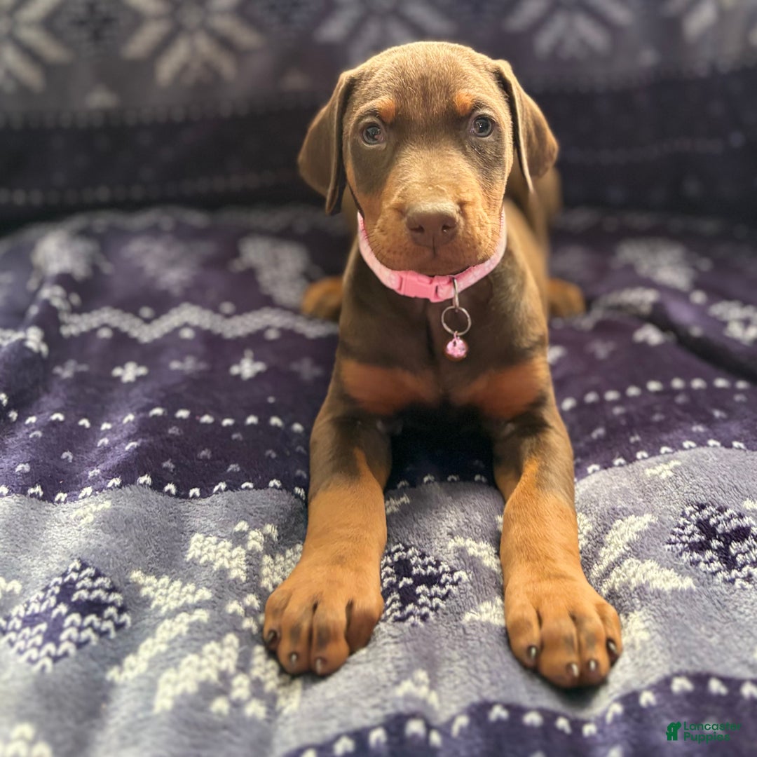 Doberman Pinscher dogs for sale: Ginger  - Ad 2