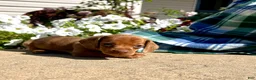 Dachshund dogs for sale: Bella❤️ACA Registered🐾 - Ad 4