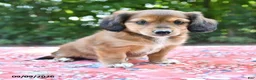 Mixed Breed dogs for sale: Dixie - Ad 4