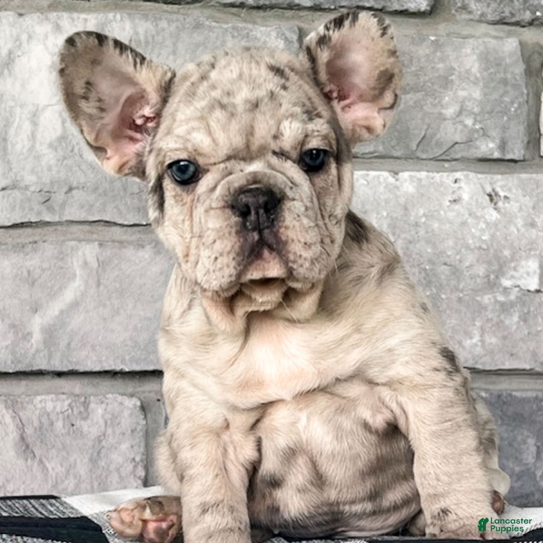 French Bulldog dogs for sale: Noelle - Ad 8