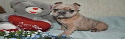 French Bulldog dogs for sale: Gingerbread - Ad 4