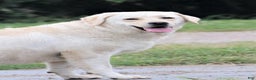 Labrador Retriever dogs for sale: Cherry - Ad 1