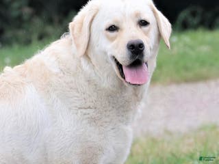 Labrador Retriever dogs Cherry - Ad 29