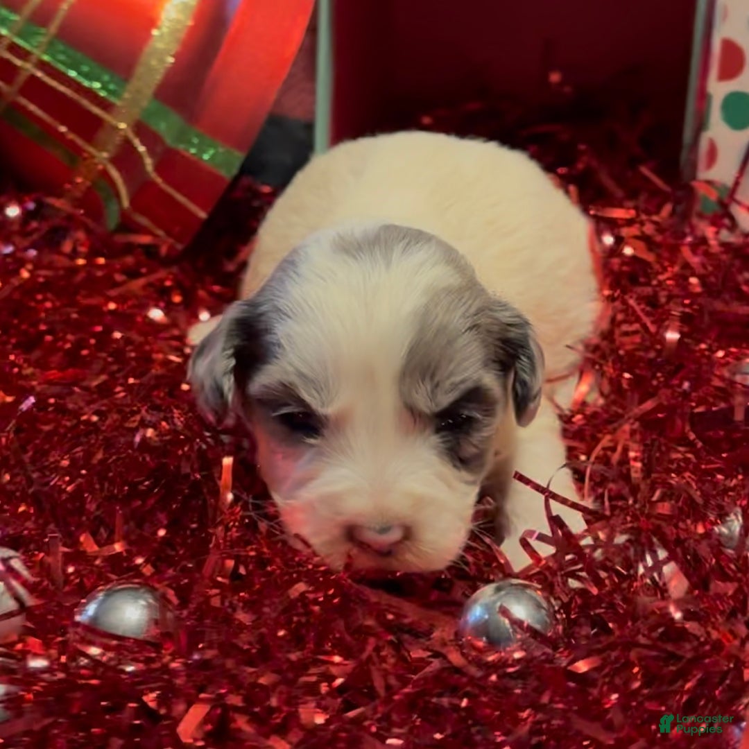 Mini Goldendoodle dogs for sale: Joyce  - Ad 4