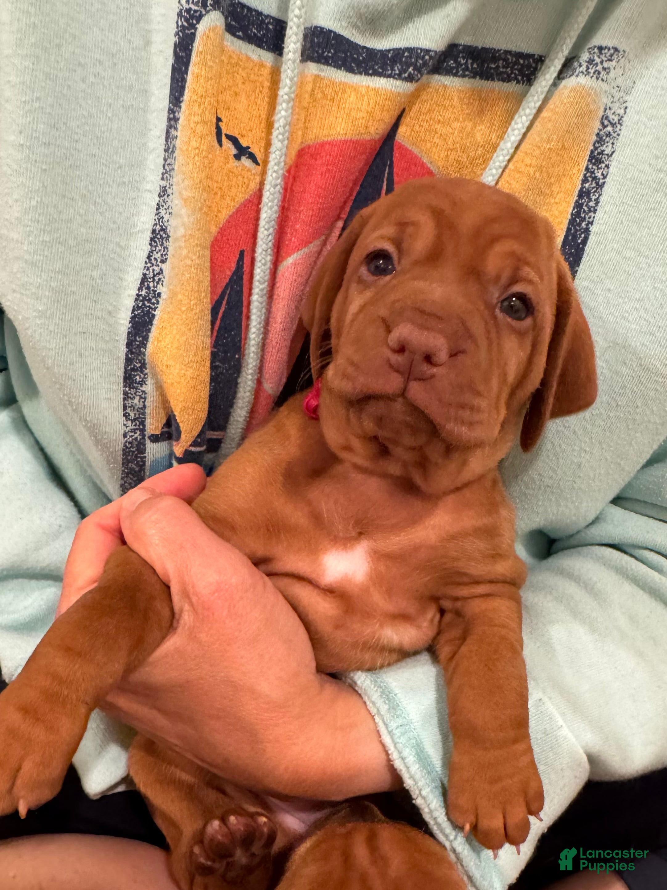 Vizsla dogs Vizsla 4 - Ad 1