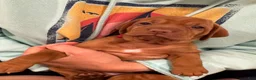 Vizsla dogs for sale: Vizsla 4 - Ad 1