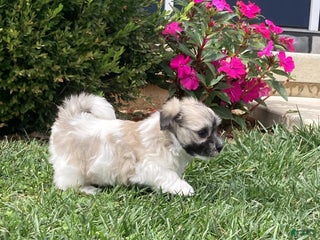 Coton De Tulear dogs - Ad 25