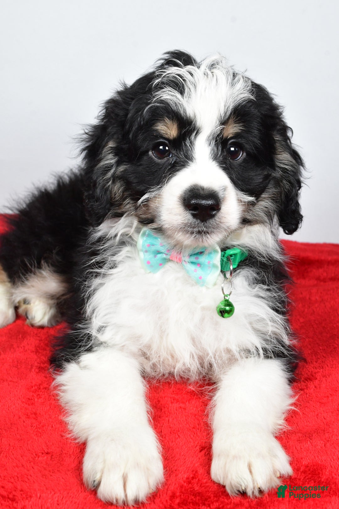 Mini Aussiedoodle dogs for sale: Lukas - Ad 8