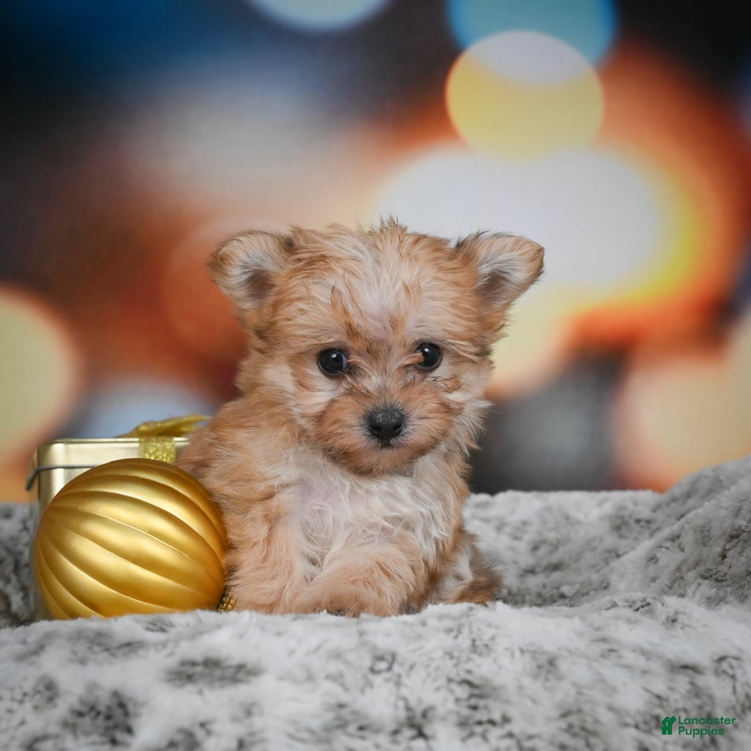 Morkie dogs for sale: mel - Ad 7