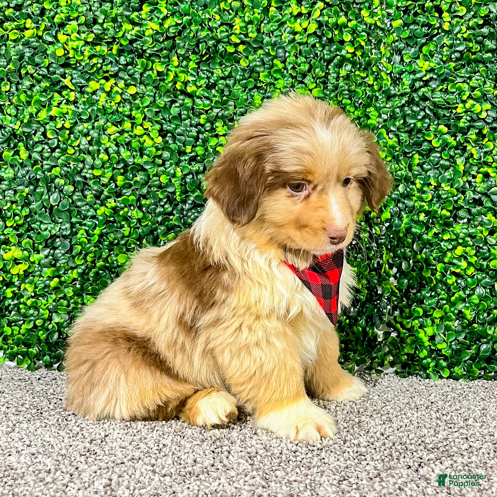 Miniature Australian Shepherd dogs Zack - Ad 1