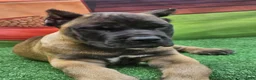 Cane Corso dogs for sale: KING - Ad 7