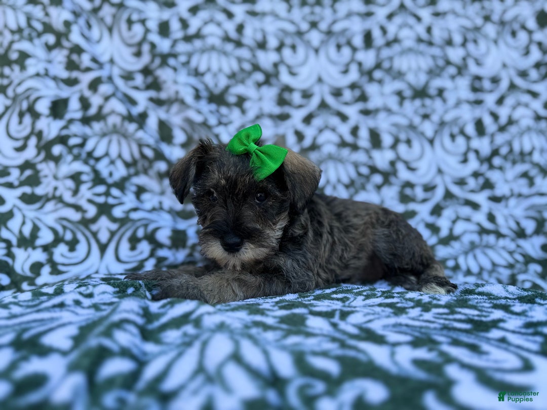 Miniature Schnauzer dogs for sale: Skittles - Ad 2