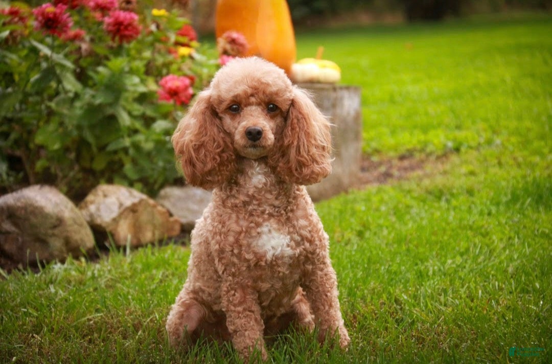 Miniature Poodle (Miniature Poodle, Female) in Etna Green, IN