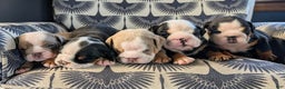 English Bulldog dogs for sale: Rachel - Ad 5