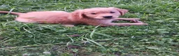 Golden Retriever dogs for sale: Maximus - Ad 6