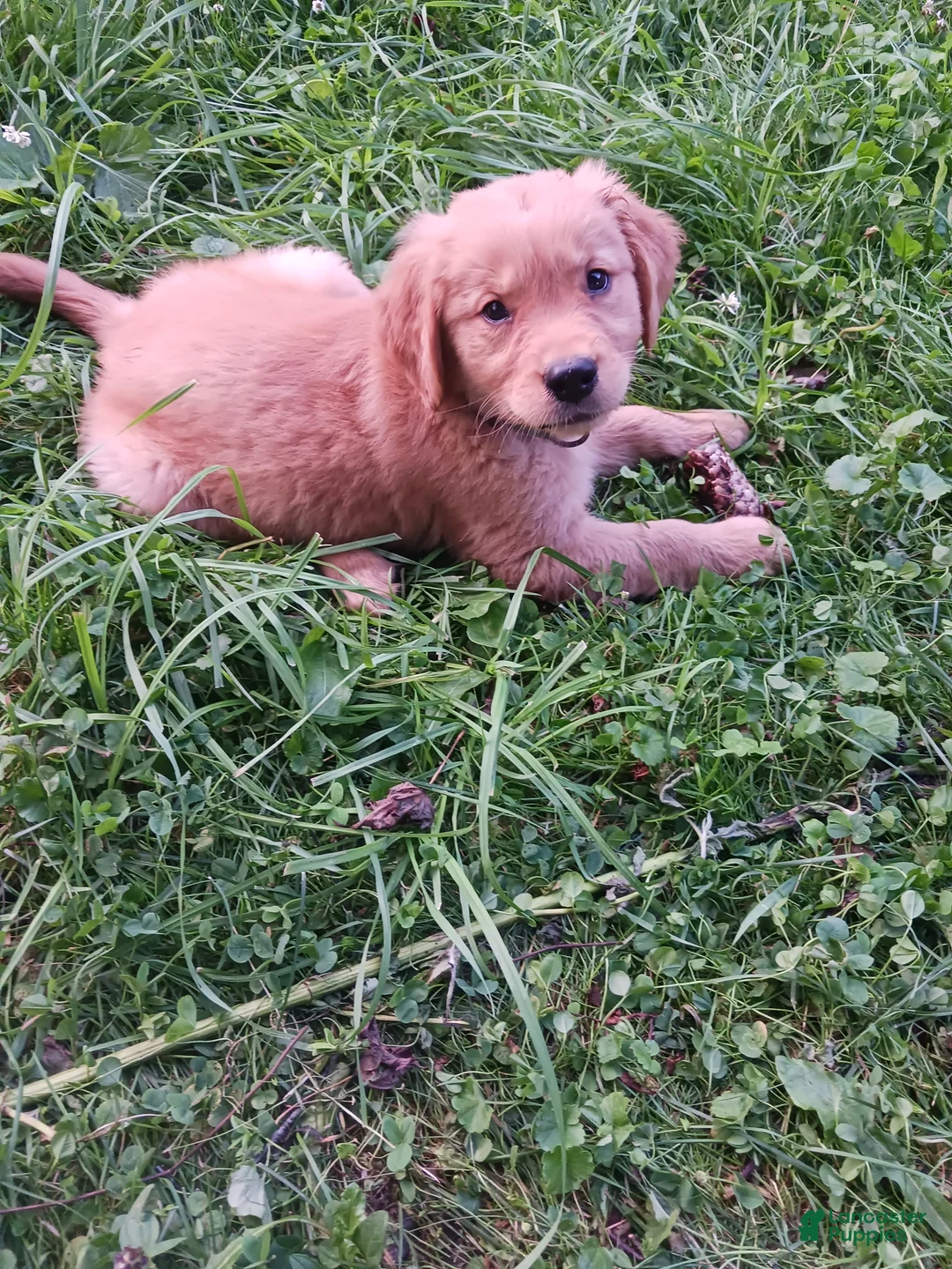 Golden Retriever dogs for sale: Maximus - Ad 6