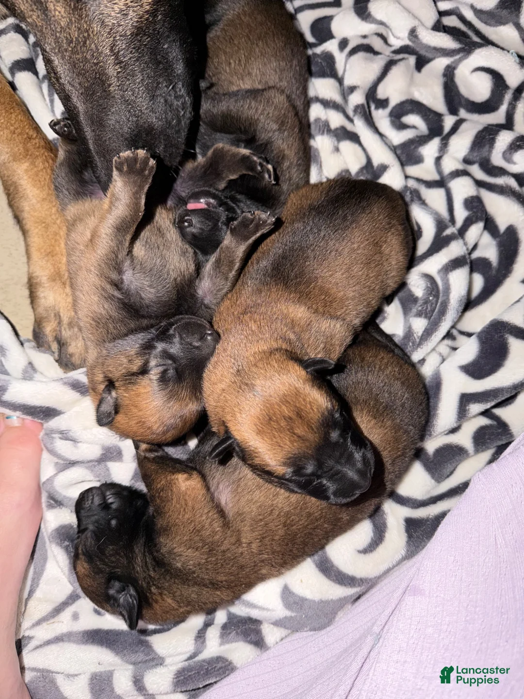 Belgian Malinois dogs for sale: Belgian Malinois 1 - Ad 1