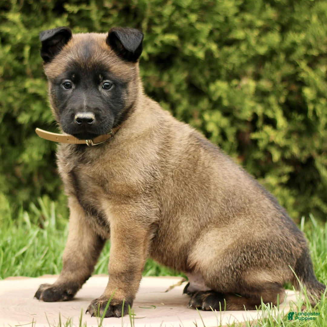 Belgian Malinois dogs for sale: Shylock  - Ad 1
